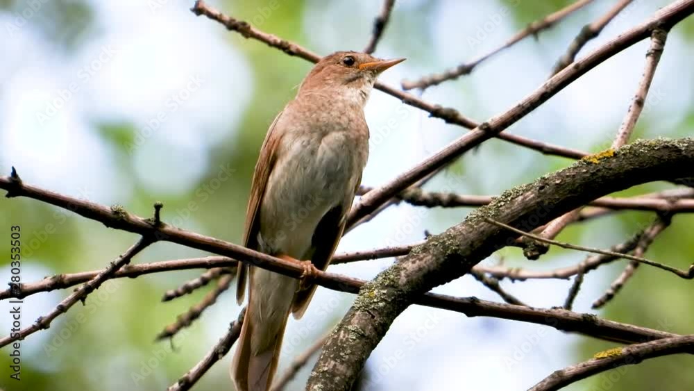 singing nightingale on a tree branch singing nightingale on a tree branch