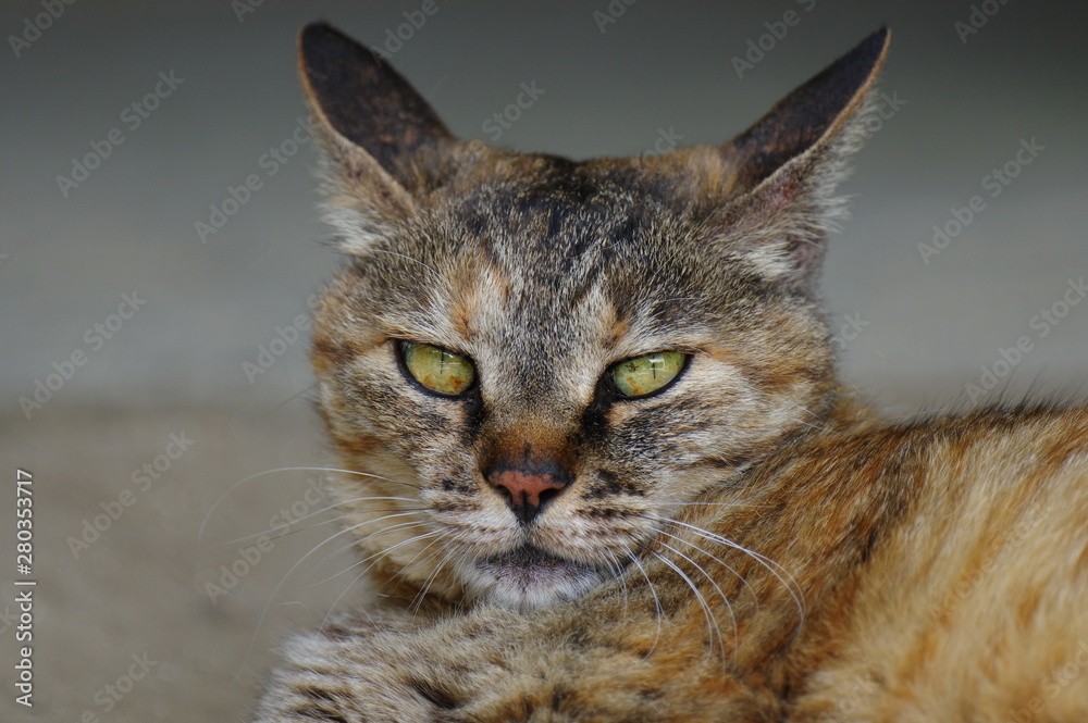 Obraz premium 猫のアップ