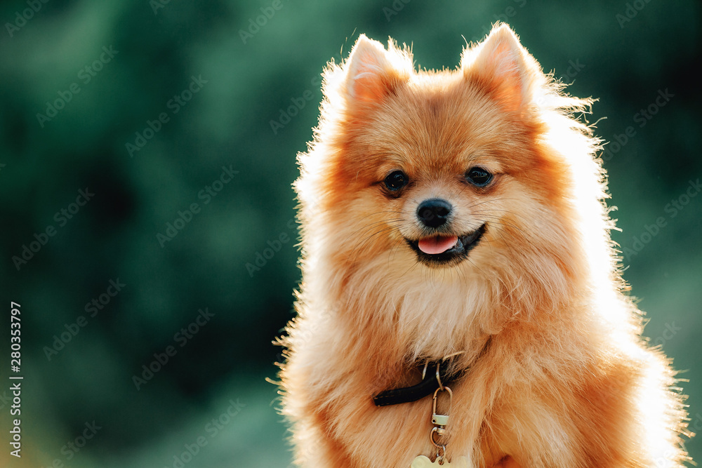 Pomeranian dog on a walk. Dog outdoor. Beautiful dog - obrazy, fototapety, plakaty 
