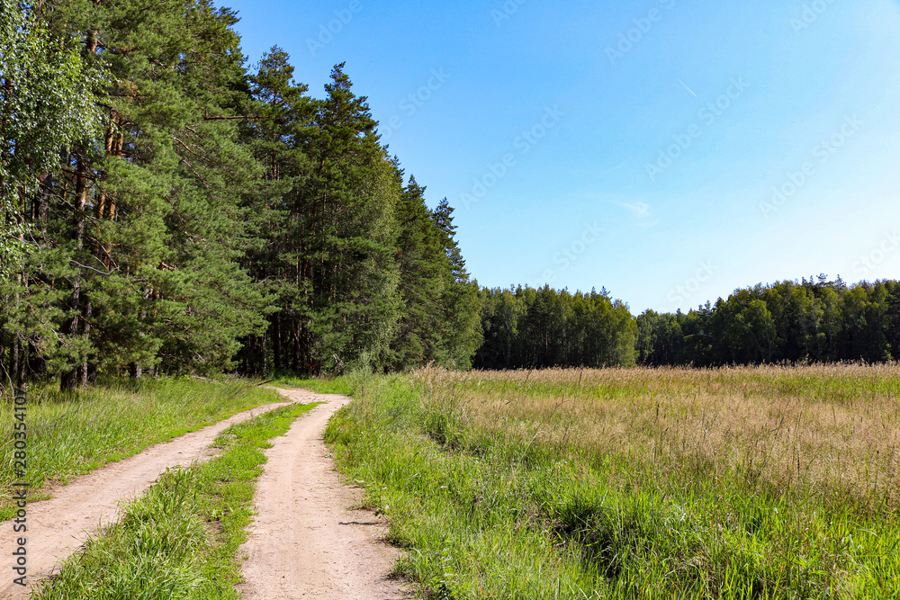 Obraz premium road in the fores