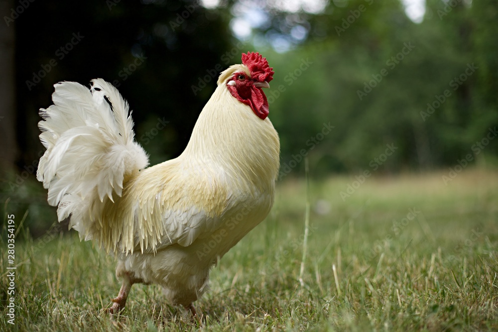 Fototapeta premium Coq blanc