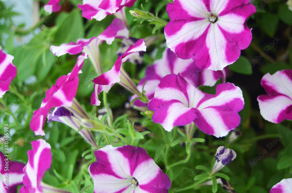 flowers in the garden flowers in the garden