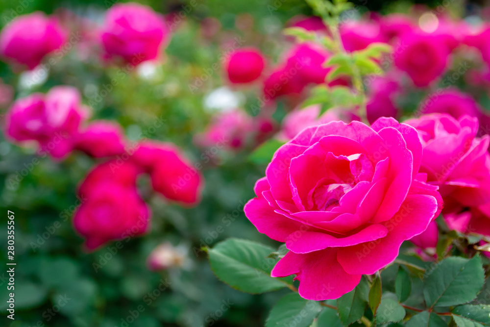 Beautiful pink rosees with green leaves in the garden. Closeup, selective focus Beautiful pink rosees with green leaves in the garden. Closeup, selective focus