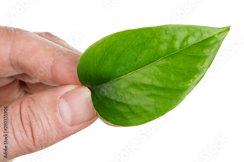 An elderly man holds in his hand a green leaf from indoor plant isolated