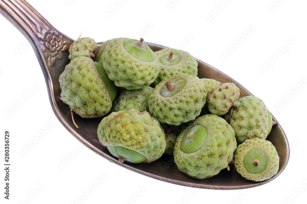 Obraz premium On the old golden spoon there is a dose of natural medicinal product - small green buds acorns of oak tree isolated macro