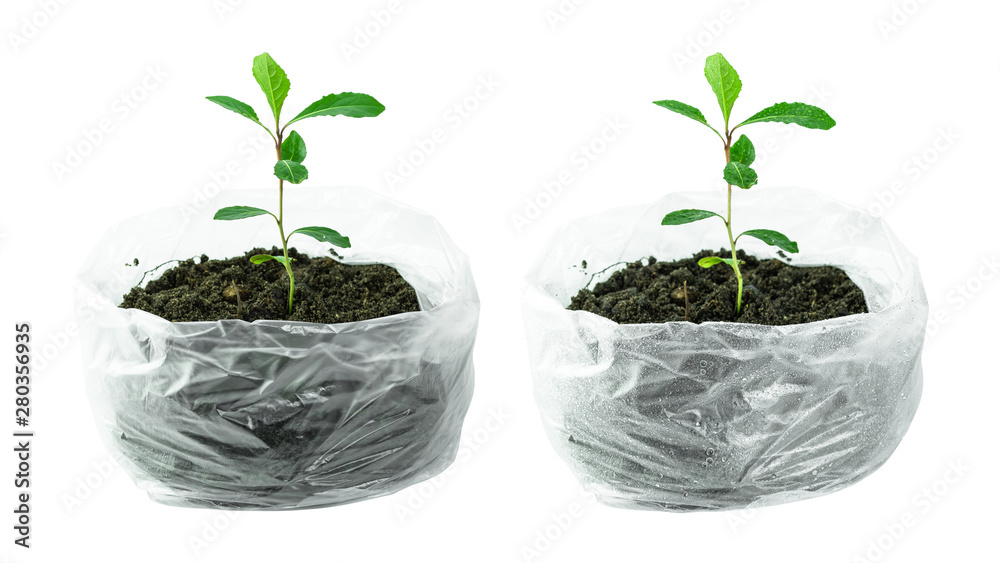 Trees growing by seedlings in plastic bag with water drops isolated on pure white background. Environment and plastic in Earth day concepts. ( Clipping path ) Trees growing by seedlings in plastic bag with water drops isolated on pure white background. Environment and plastic in Earth day concepts. ( Clipping path )