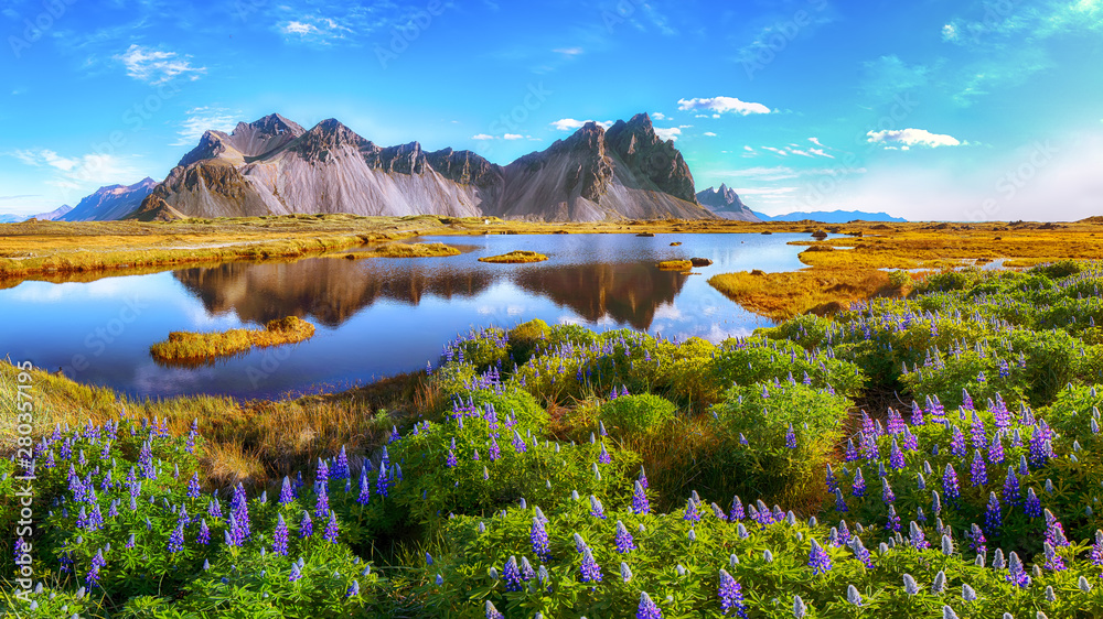 Beautiful sunny day and lupine flowers on Stokksnes cape in Iceland. - obrazy, fototapety, plakaty 