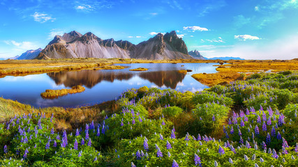 Glasbilder Natur Schöner sonniger Tag und Lupinenblumen am Kap Stokksnes in Island.  © pilat666