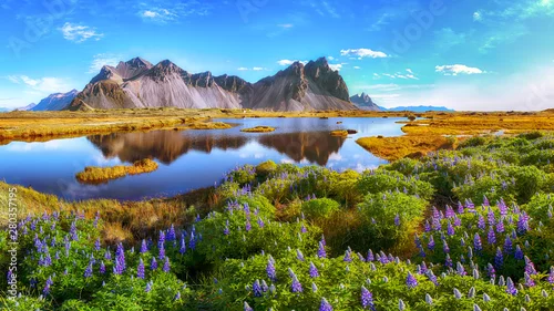 Naklejka Beautiful sunny day and lupine flowers on Stokksnes cape in Iceland.