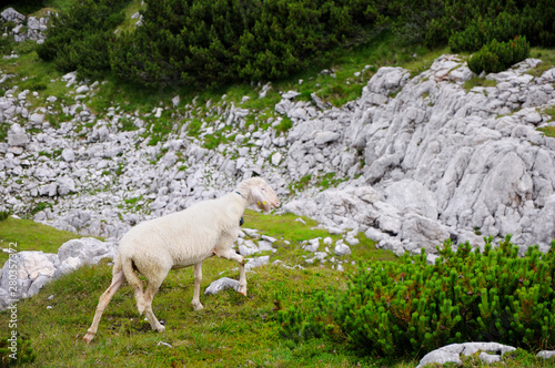 White sheep grazing on a green mountain slope.