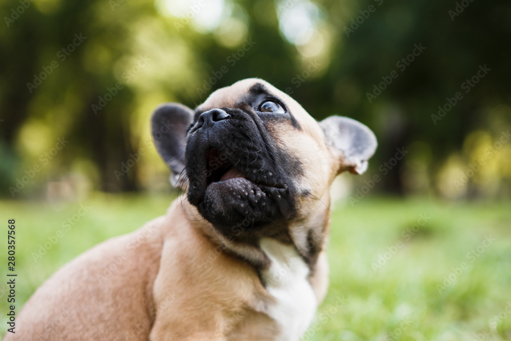 Cute puppy french bulldog in summer park. Cute puppy french bulldog in summer park.