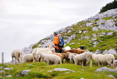 Sheeps with a shepherd on a green mountain slope.