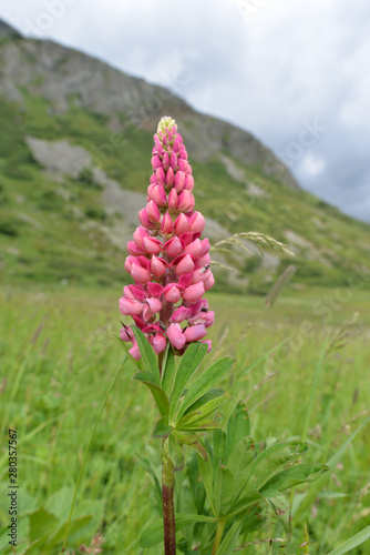 Knabenkräuter (Dactylorhiza) in Tirol photo