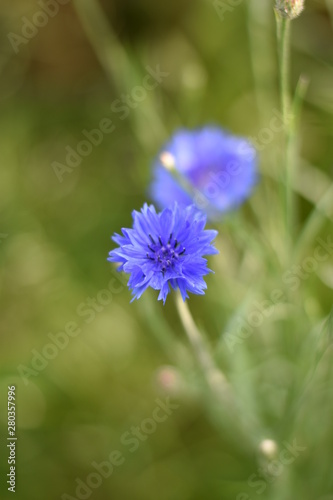 Kornblumen (Centaurea cyanus)