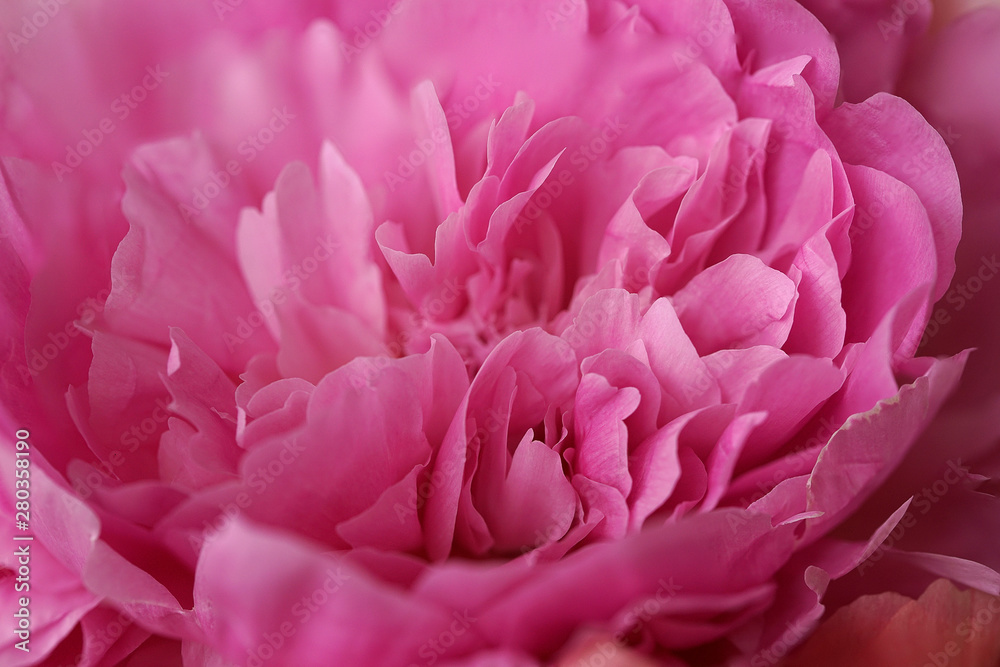 big pink peony flower close up background