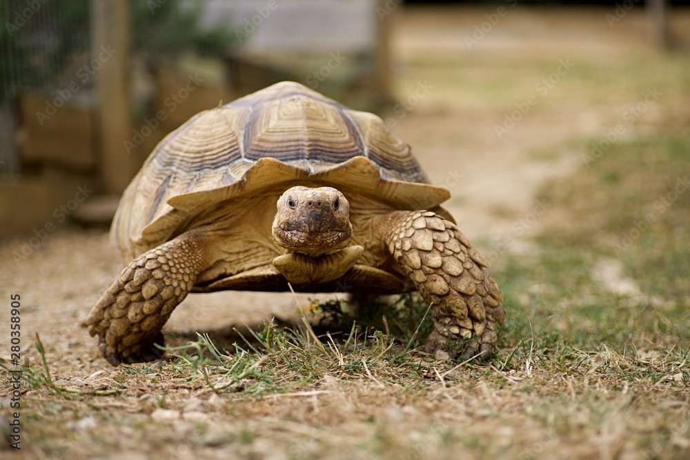 Obraz premium Tortue géante