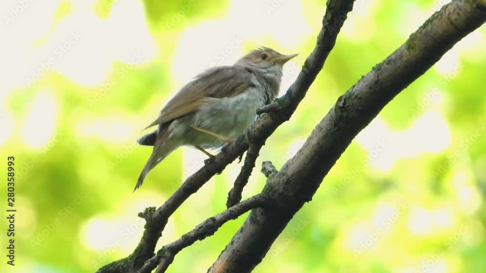singing nightingale on a tree branch singing nightingale on a tree branch
