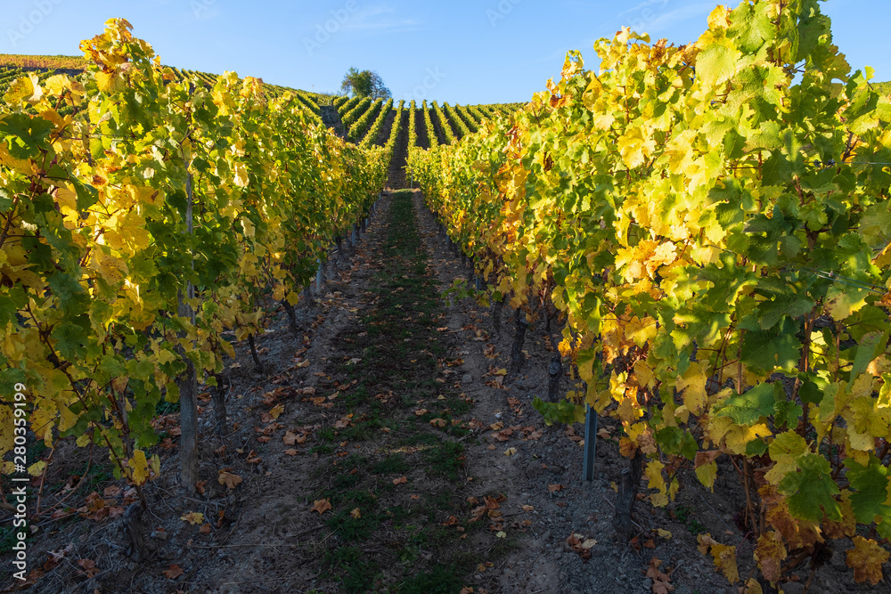 Rebstöcke im Weinberg im Rheingau im Herbst