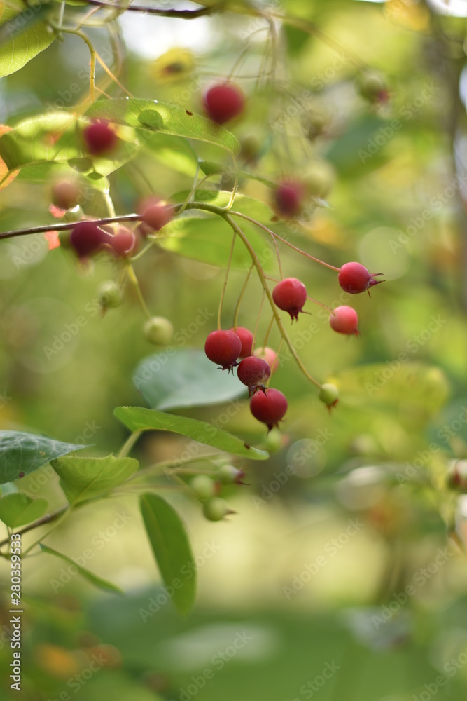 Unreife Beeren einer Felsenbirne (Amelanchier) Unreife Beeren einer Felsenbirne (Amelanchier)