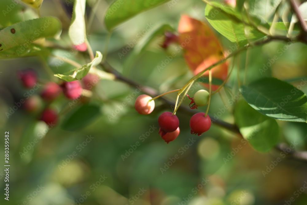 Unreife Beeren einer Felsenbirne (Amelanchier)