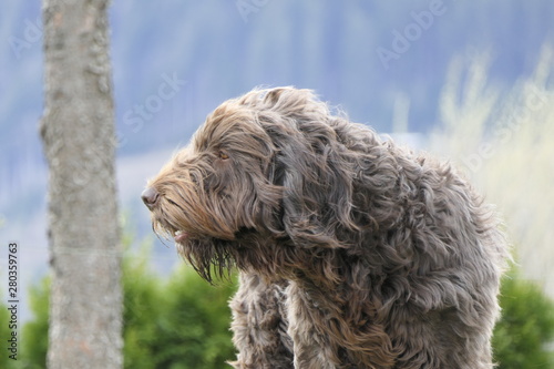 dog head portrait on a windy day