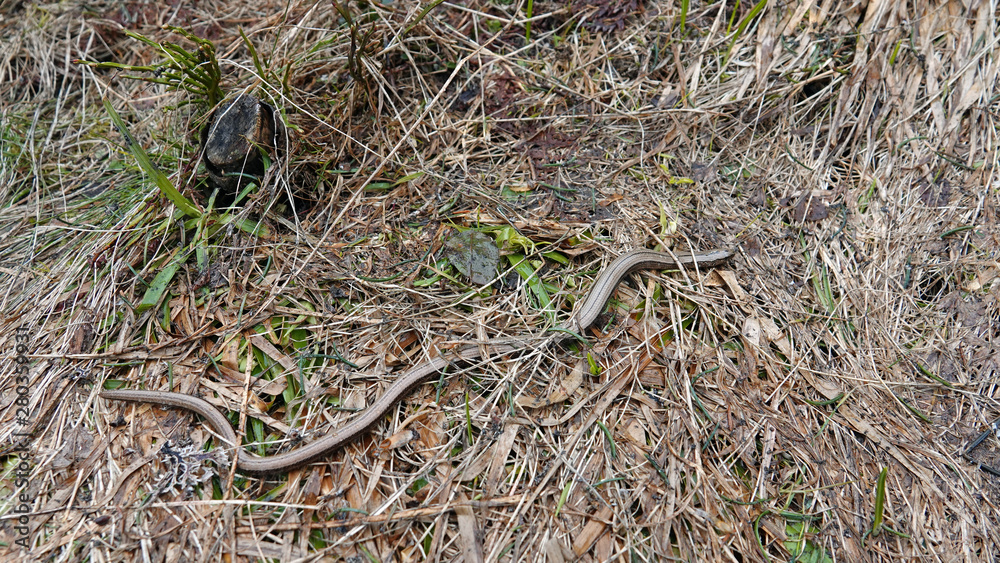 a beautiful anguis fragilis on the forest floor a beautiful anguis fragilis on the forest floor