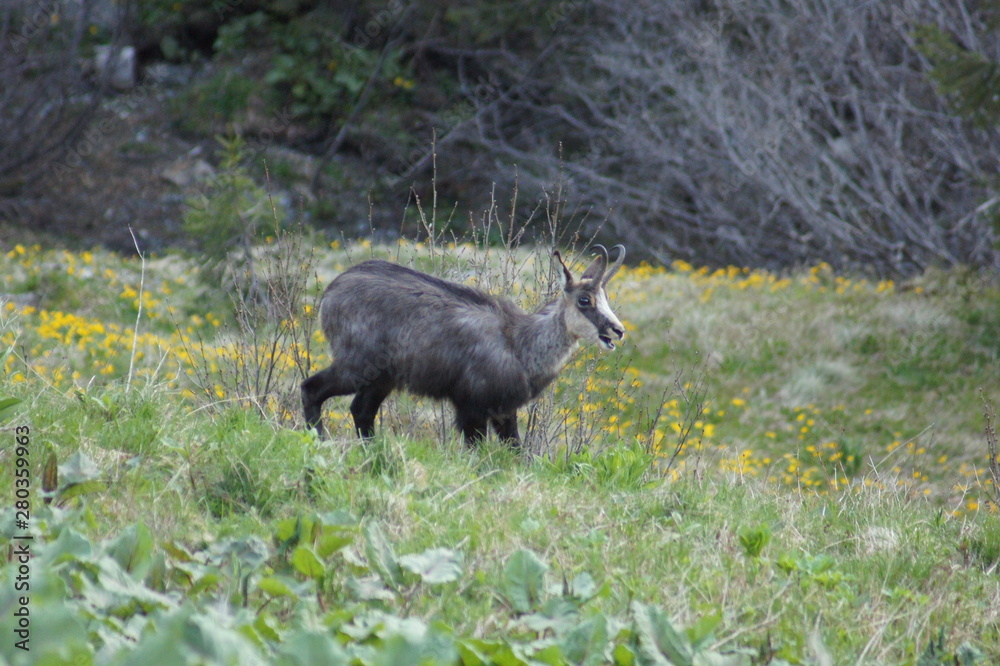 a chamois in change of coat a chamois in change of coat