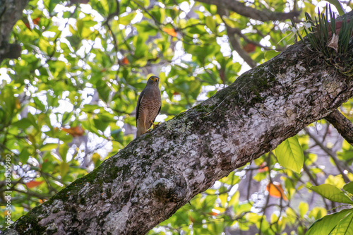 Roadside Hawk (Buteo magnirostris) photo