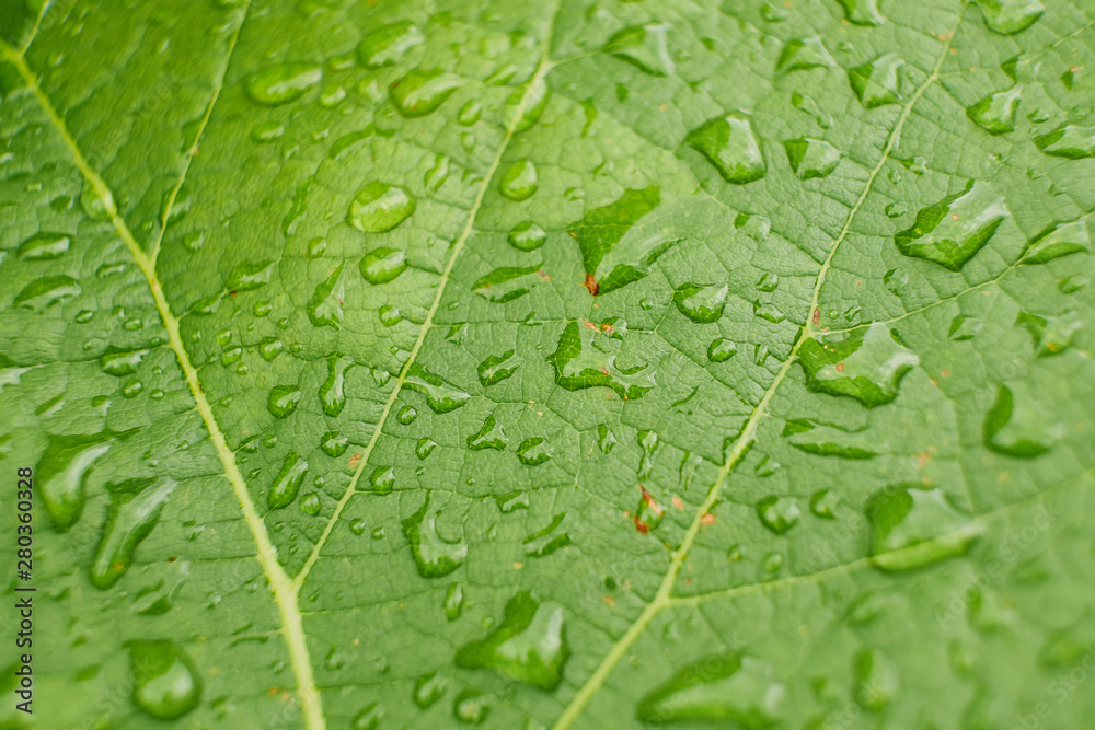 Grapes leaves in a vineyard. Grape leaves. A green vine grape leaf close-up in a blurry foliage background. Grapes leaves in a vineyard. Grape leaves. A green vine grape leaf close-up in a blurry foliage background.