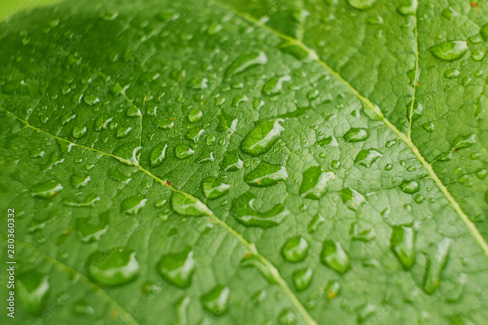 Grapes leaves in a vineyard. Grape leaves. A green vine grape leaf close-up in a blurry foliage background. Grapes leaves in a vineyard. Grape leaves. A green vine grape leaf close-up in a blurry foliage background.