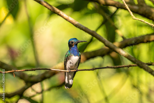 white-necked Jacobin (Florisuga mellivora)