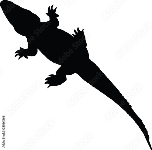 Alligator
