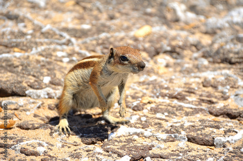 Squirrel Standing on the Rocks in Fuerteventura, Canary Islands Squirrel Standing on the Rocks in Fuerteventura, Canary Islands