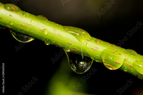 Beautiful drops on the stem of the plant after the rain