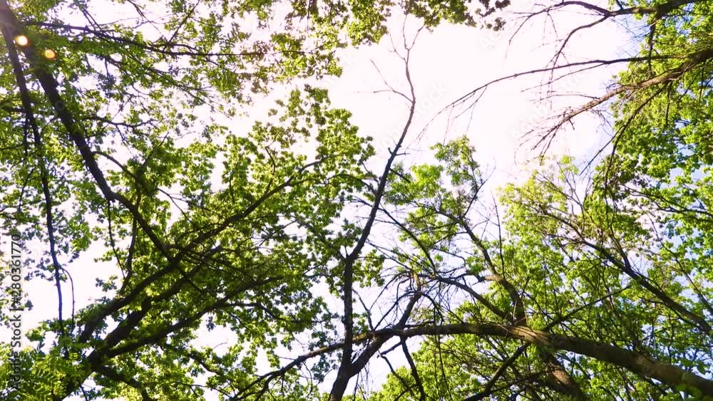 125 times bird approach. singing nightingale on a tree branch. 125 times bird approach. singing nightingale on a tree branch.