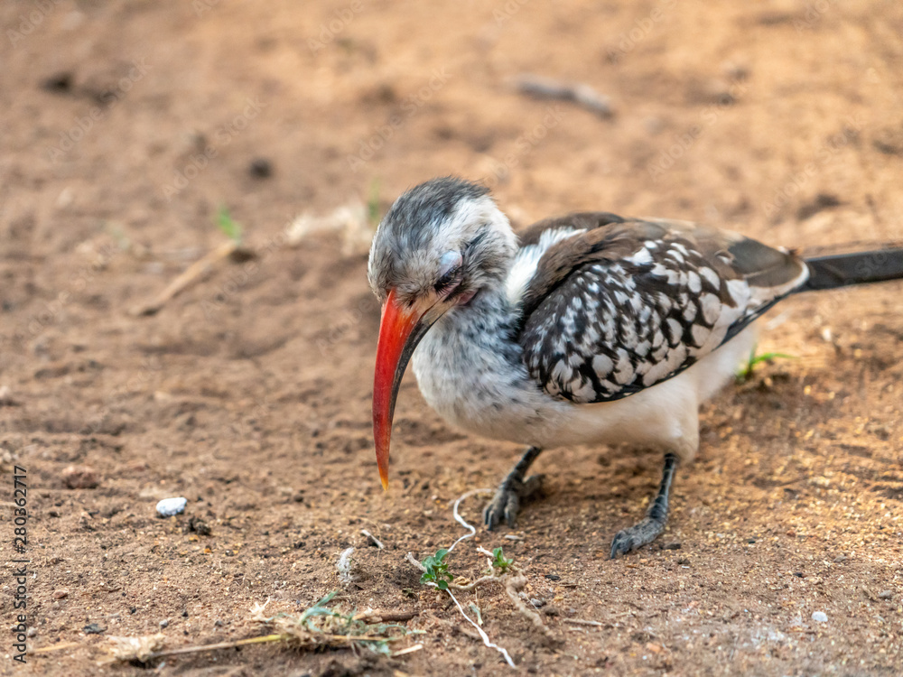 Fototapeta premium Southern Red-billed Hornbill (Tockus rufirostris)