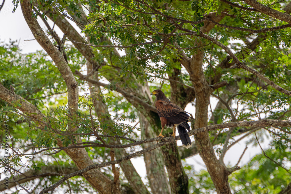 Harris's Hawk (Parabuteo unicinctus) in Puntarenas, Costa Rica Harris's Hawk (Parabuteo unicinctus) in Puntarenas, Costa Rica