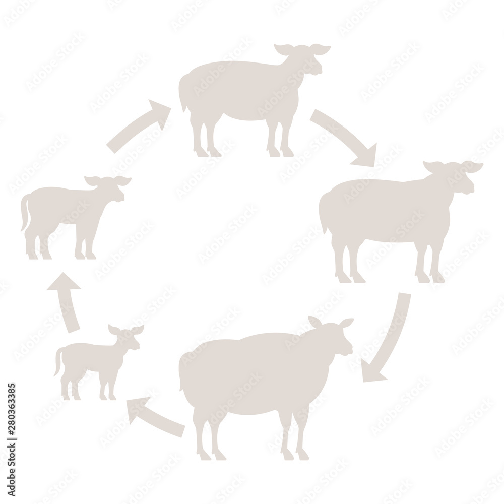 Round Stages of mutton growth set. Breeding ewe. Wool lamb production raising. Yeanling grow up animation circle progression. Silhouette Outline contour line vector illustration.