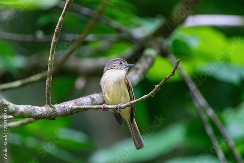 Dusky-capped Flycatcher (Myiarchus tuberculifer) in Costa Rica photo