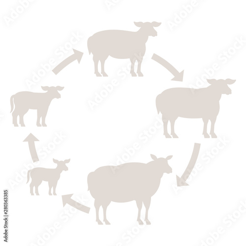 Round Stages of mutton growth set. Breeding ewe. Wool lamb production raising. Yeanling grow up animation circle progression. Silhouette Outline contour line vector illustration.