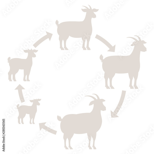 Round Stages of goats growth set. Animal farm. Breeding wool production raising. Lamb grow up animation circle progression. Silhouette Outline contour line vector illustration.