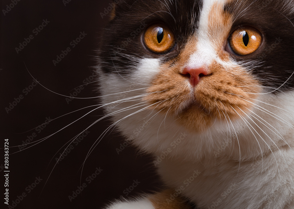 Imposante Britisch Kurzhaar Katze - Katzenaugen - Gesicht