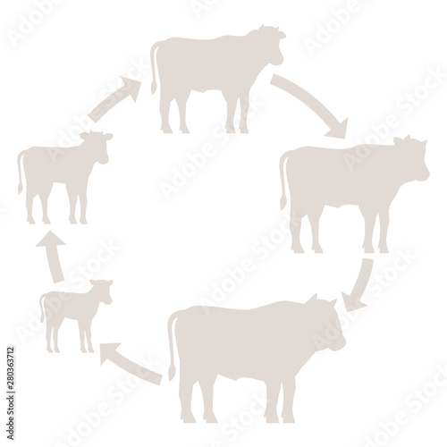 Round Stages of beefs growth set. Breeding beef production. Bull animal farm. Cattle raising. Calf grow up animation circle progression. Silhouette outline contour line vector illustration.