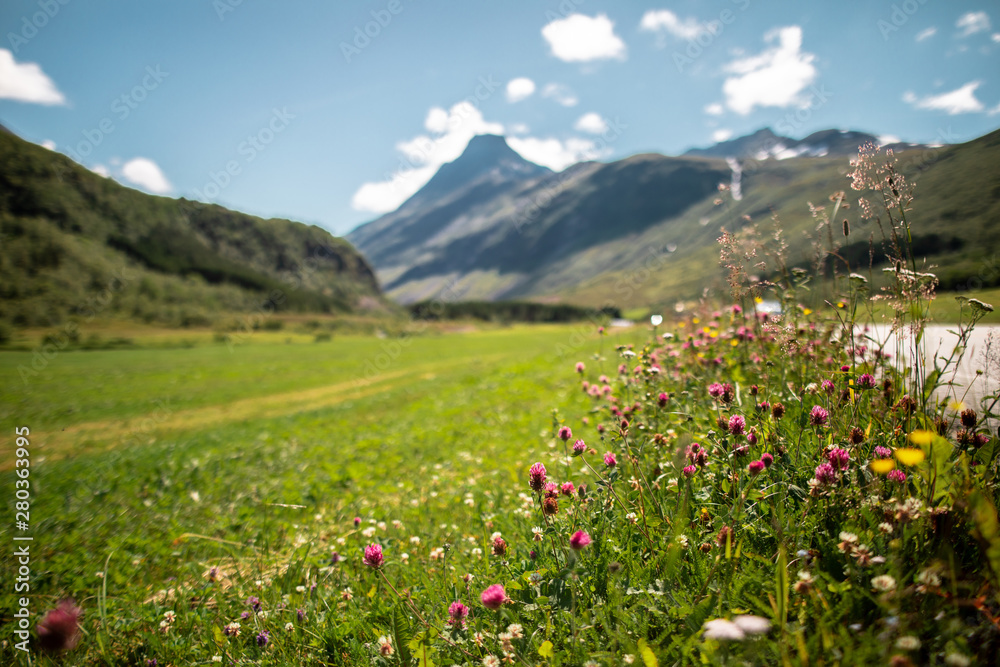 wild flowers in the mountains of Norway