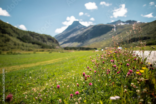 wild flowers in the mountains of Norway