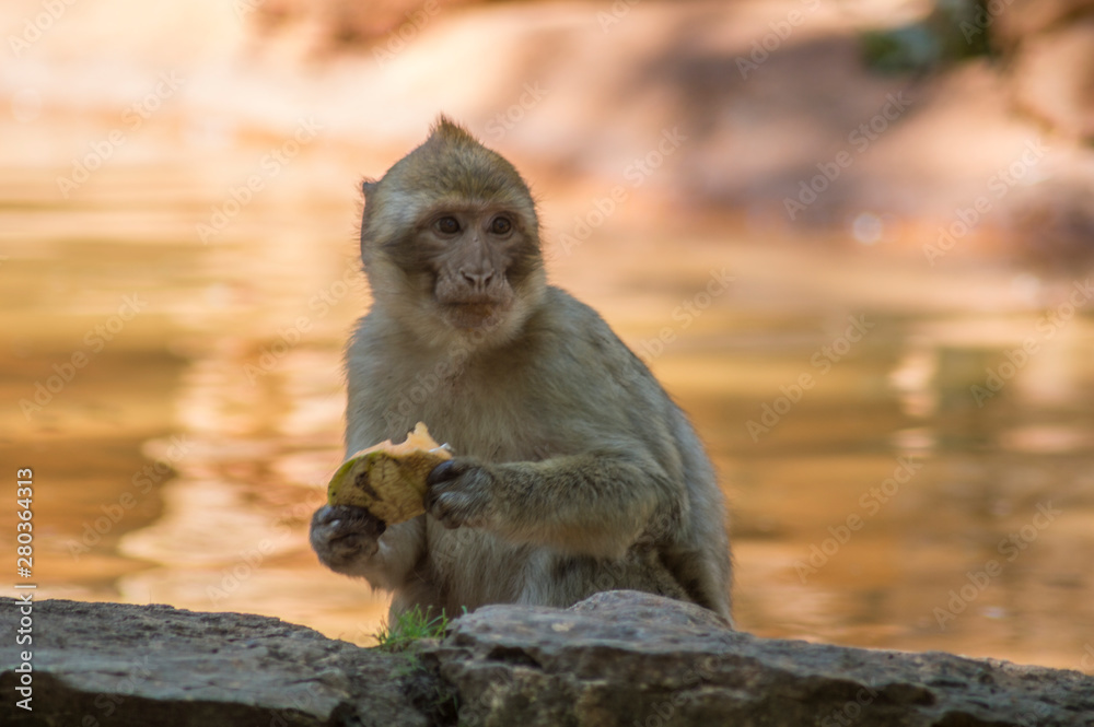 mono comiendo junto al lago, atardecer narnaja