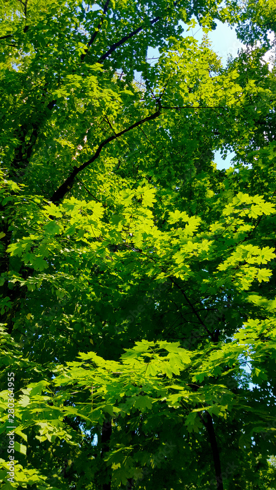 Succulent green leaves of trees through which sunlight passes. Succulent green leaves of trees through which sunlight passes.