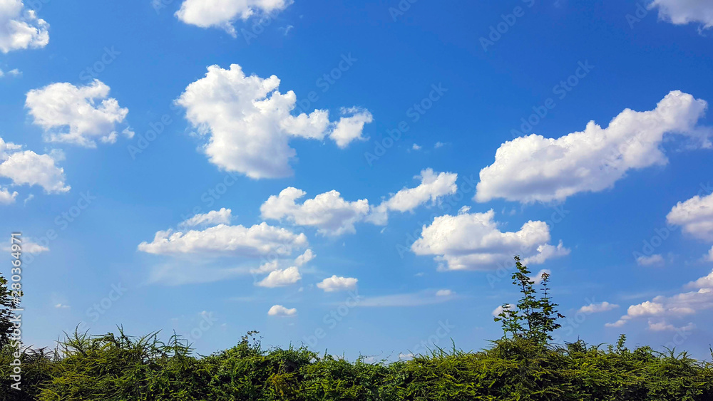 Obraz premium Green shrubs and blue sky with light clouds.