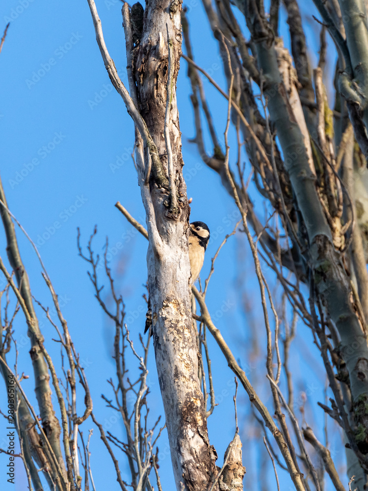 Obraz premium Greater Spotted Woodpecker (Dendrocopos major), taken in UK