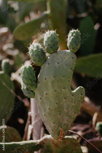 Close-Up Of Prickly Pear Fruits On Cactus